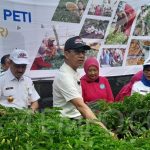 Heru Budi hari ini memanen 3,5 ton cabai rawit dari seluruh wilayah Jakarta Timur.